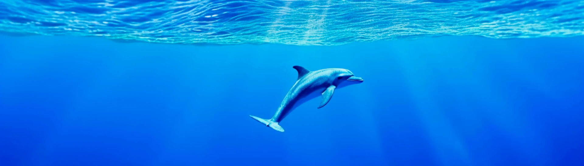 Dauphin sauvage nageant sous la surface de l'eau turquoise en Mer Rouge, Égypte.