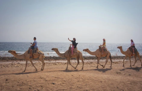 Promenade à dos de dromadaire sur la plage bordant le désert de la Mer Rouge.