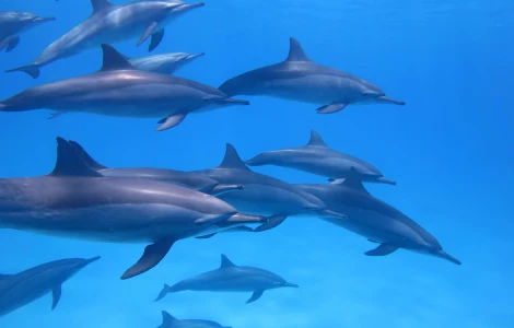 Plongée avec dauphins en mer Rouge Égypte