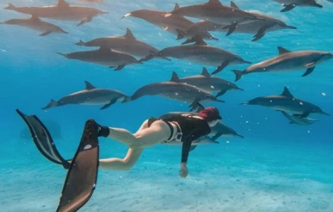 Femme pratiquant le snorkeling en apnée entourée d'un banc de dauphins sauvages en Mer Rouge.