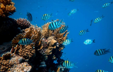 Photographie sous-marine d'un récif corallien avec des bancs de poissons tropicaux à Hurghada.