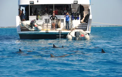 Croisière Sataya - Mer Rouge