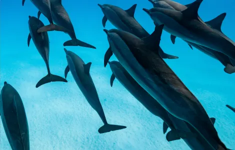 Croisière Sataya - Mer Rouge