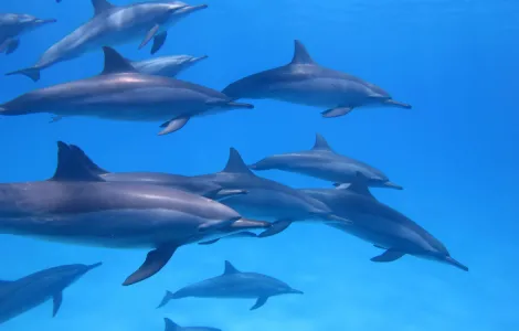 Croisière Sataya - Mer Rouge