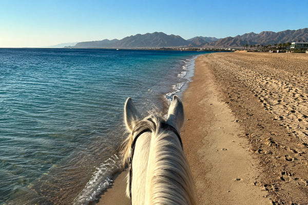 balade a cheval hurghada