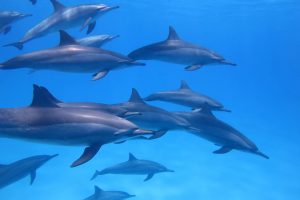 egypte dauphin
