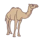 icone chameau