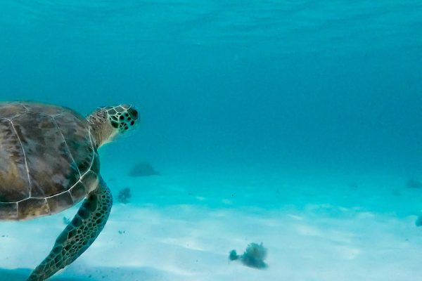 tortue2 copie retopuché
