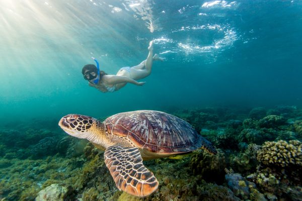 nager avec les tortues